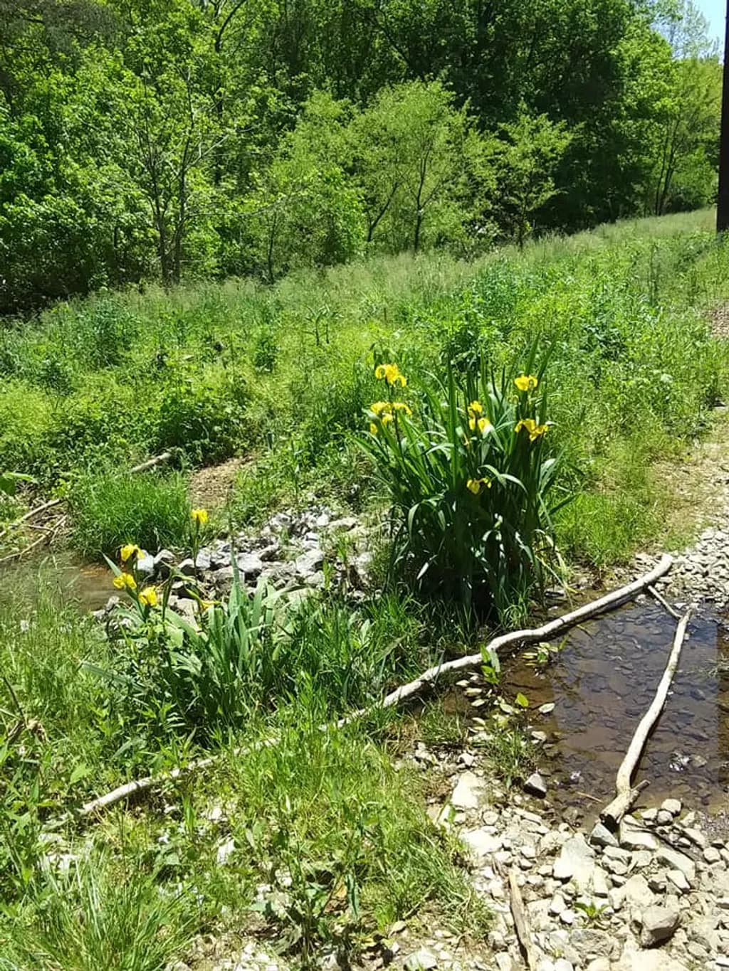Yellow Iris Streamside
