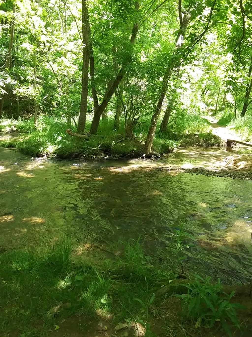 Forest Stream Crossing