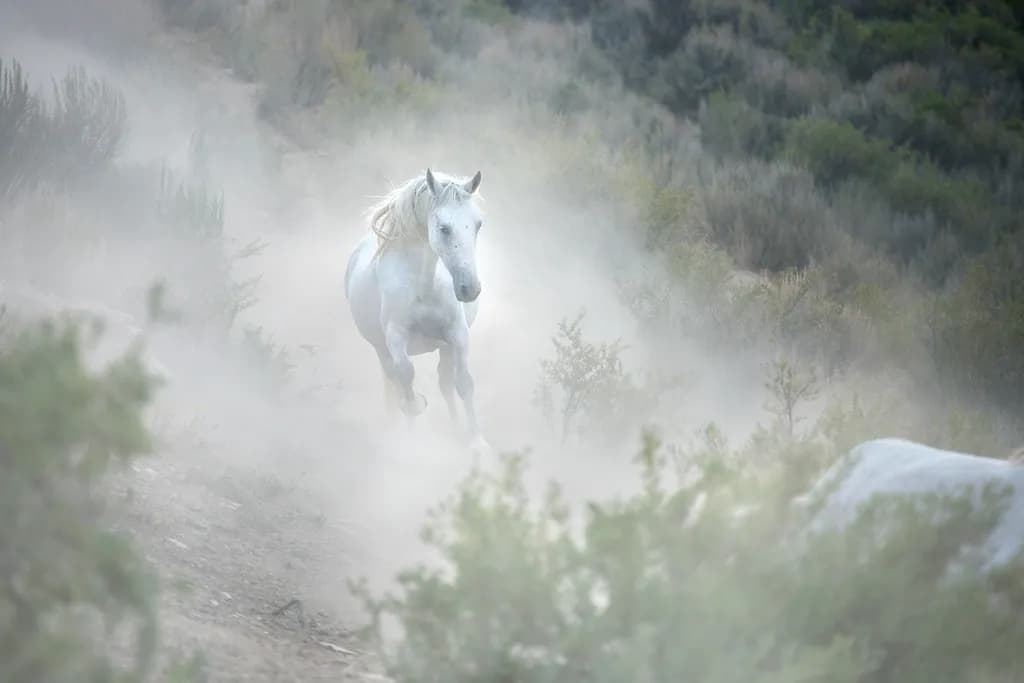 Dust Rider