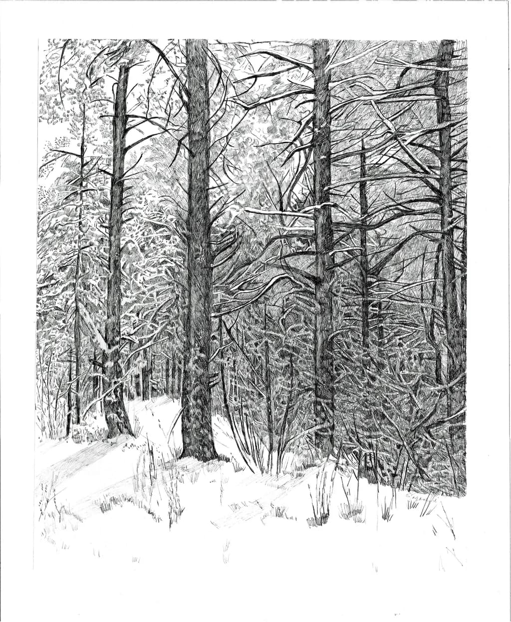 Winter Woods