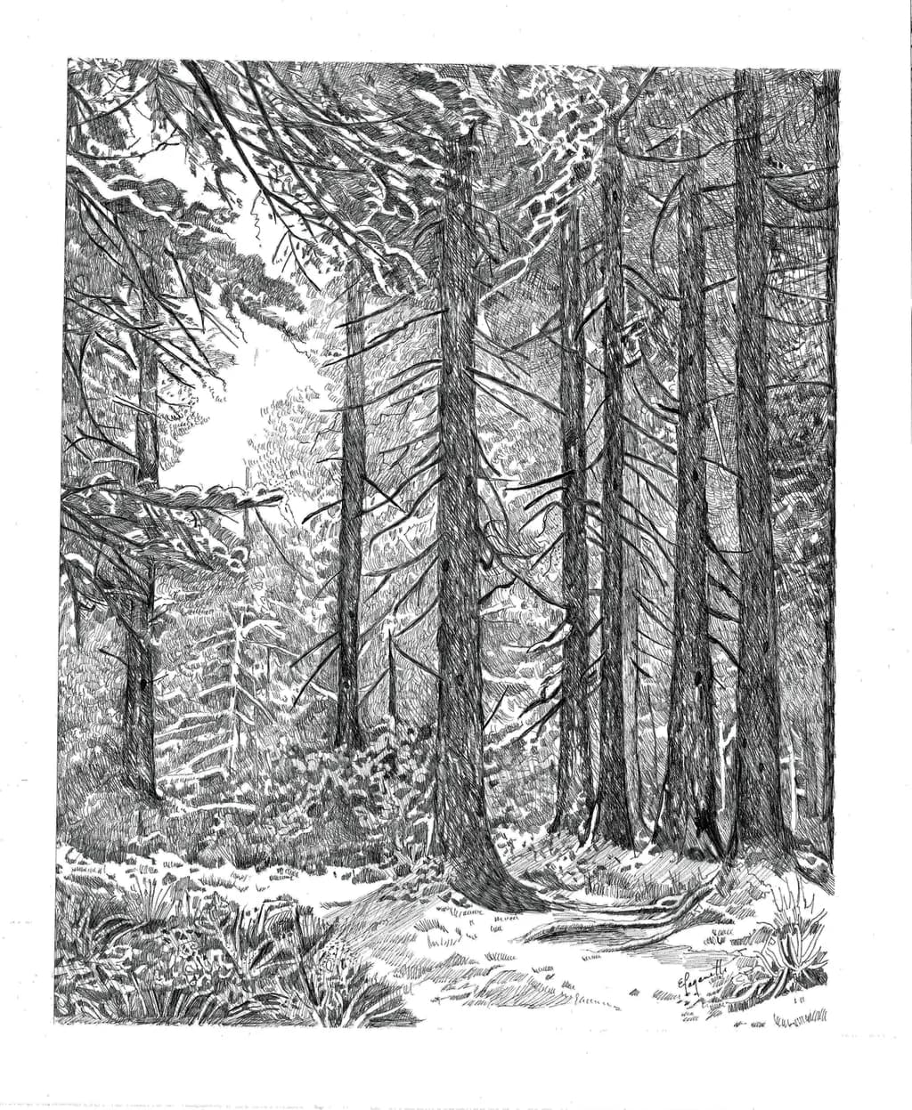 The Quiet Forest