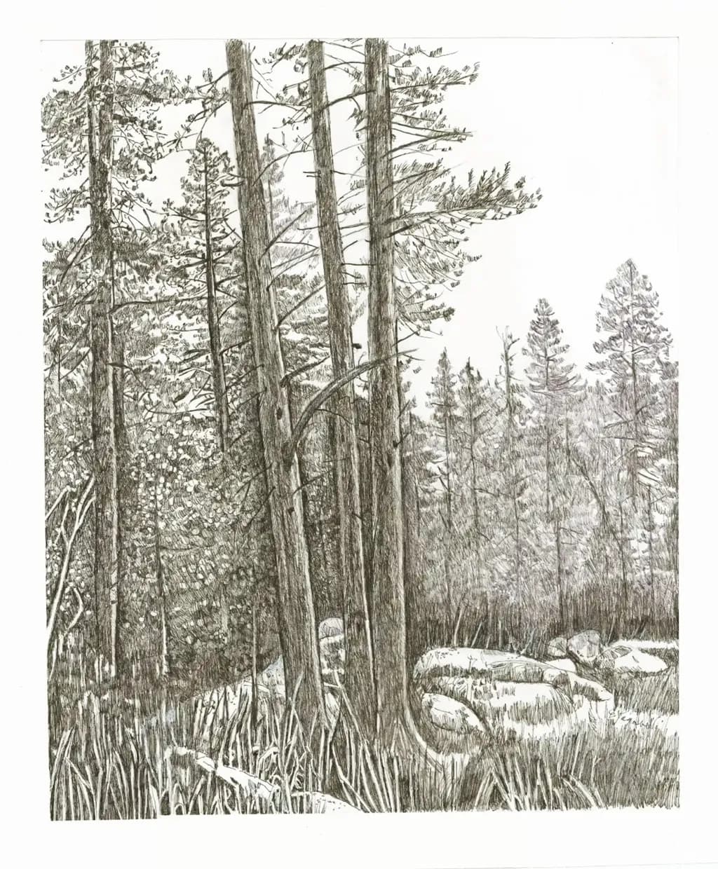 Pines and Stone