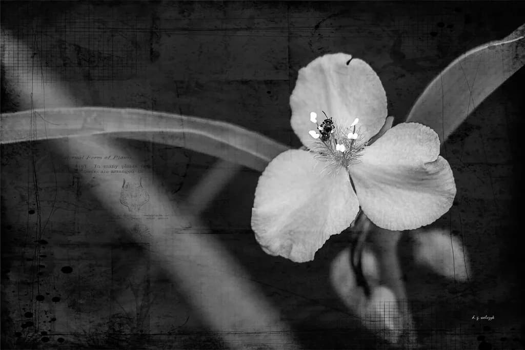 Lone Spiderwort