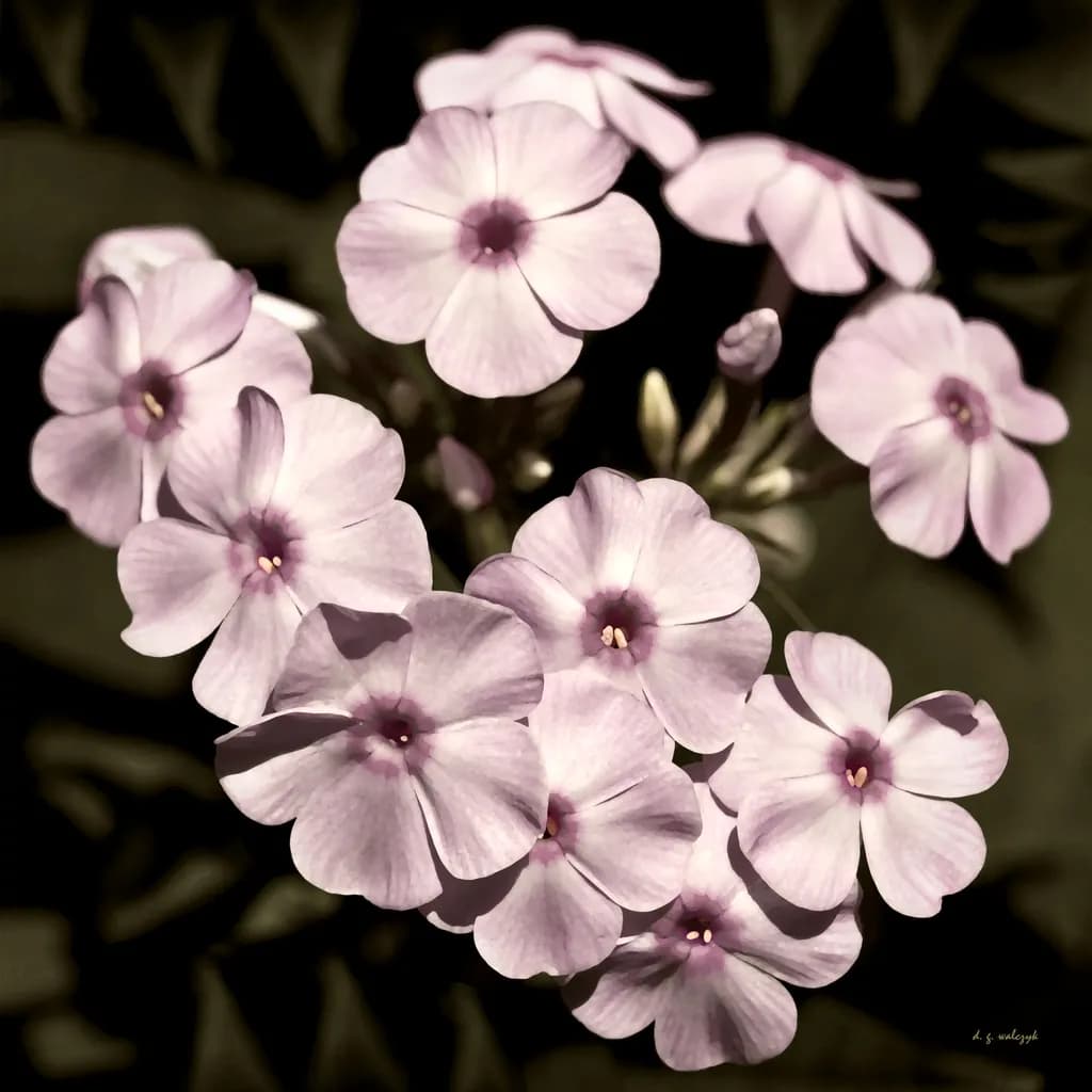 Vintage Summer Phlox no. 4
