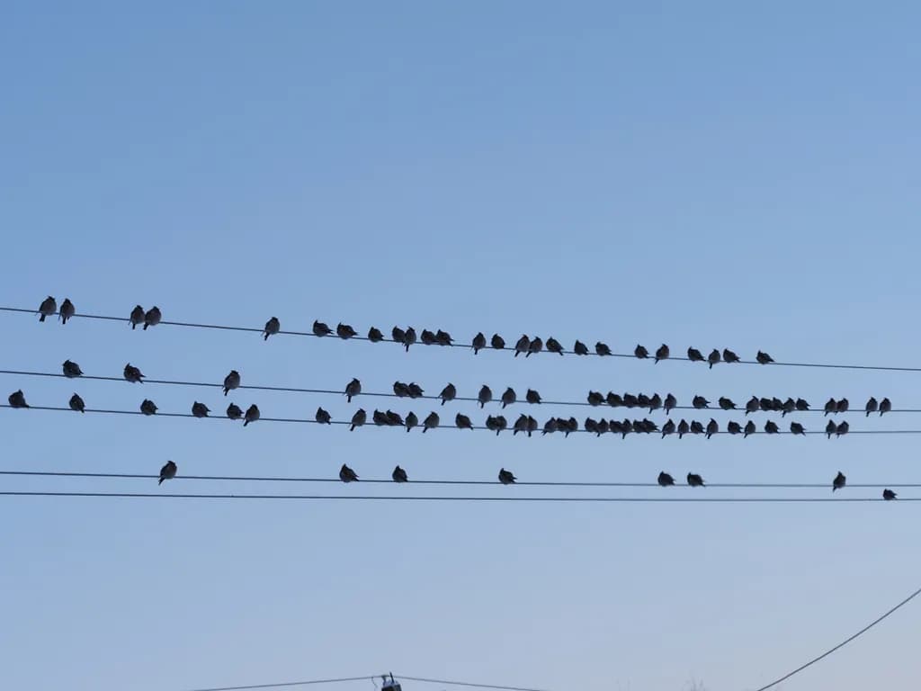 Birdwire Alignment