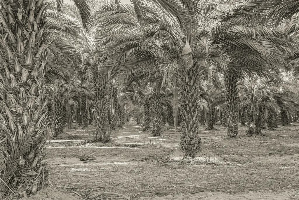 Date Palms in a Row
