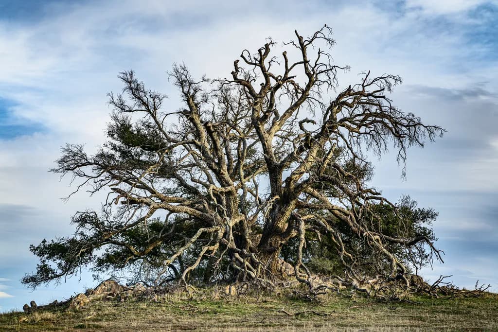 Desert Tree