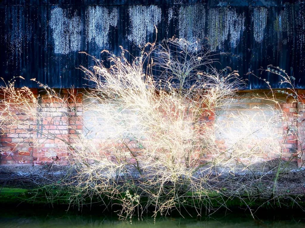 Urban Wall and Shrubs
