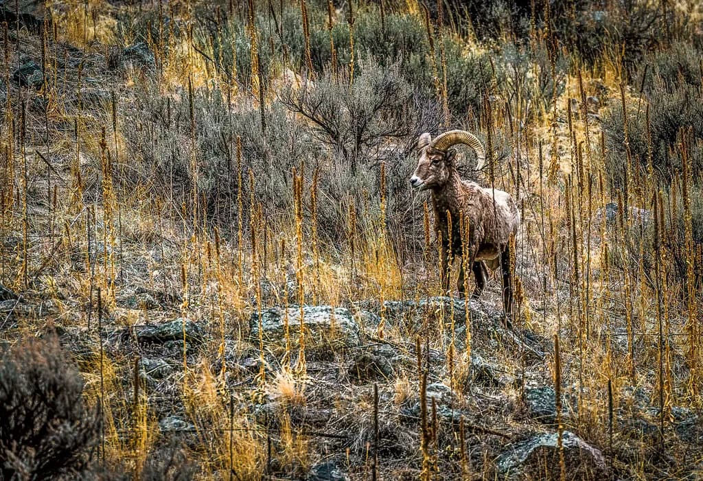 Yellowstone Ram