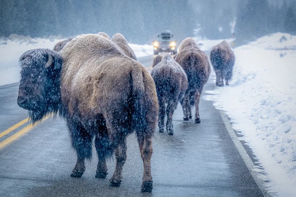 Yellowstone Herd Crossing