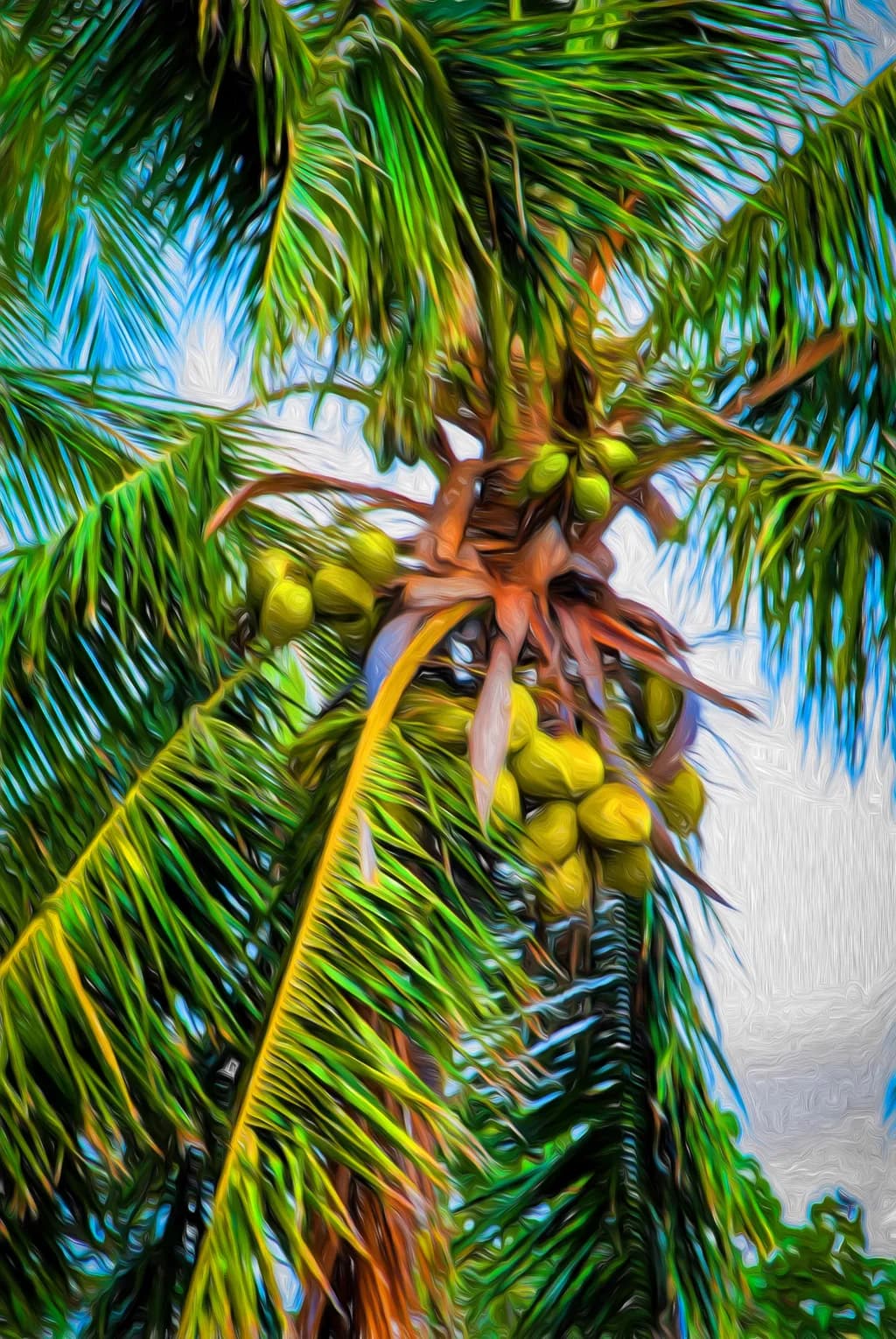 Hawaiian Coconut Canopy