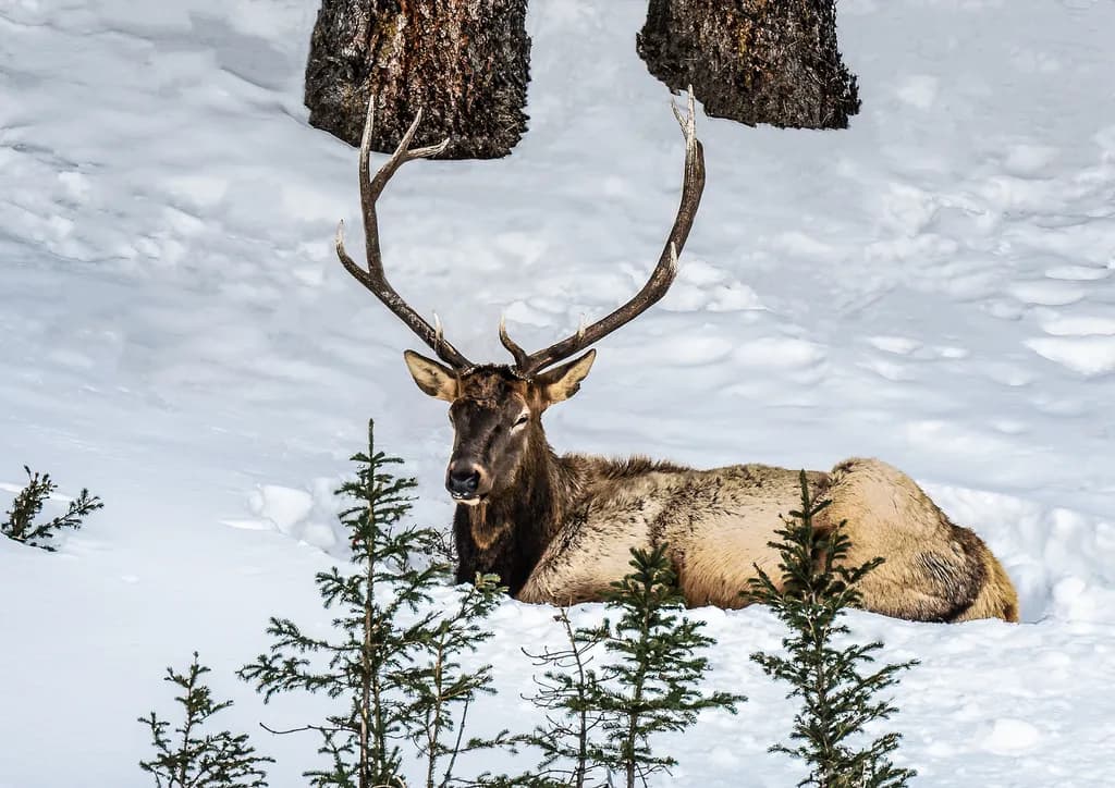 Resting Elk