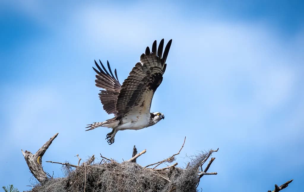 Osprey Launch