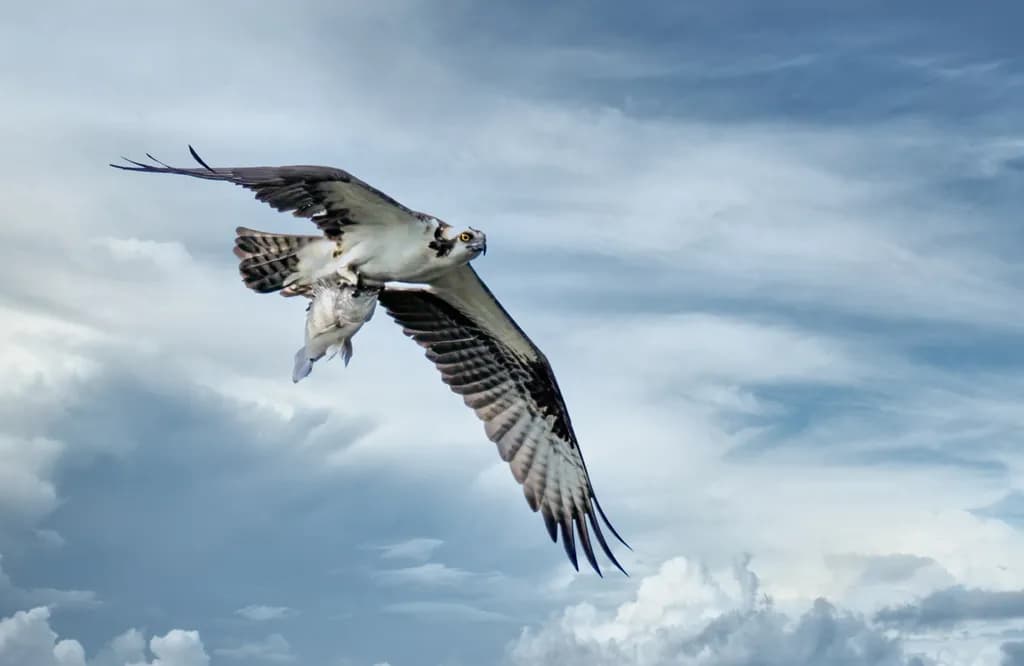 Osprey Catch