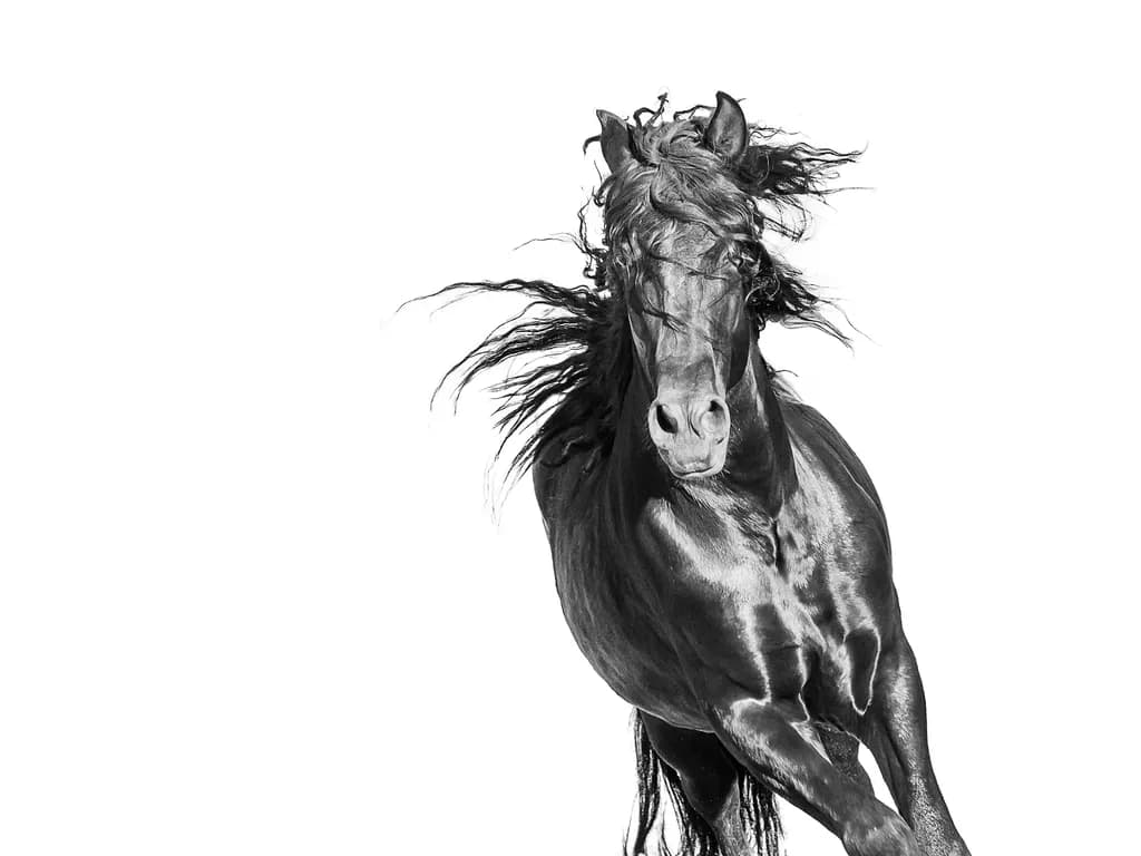 Gallop Pulse