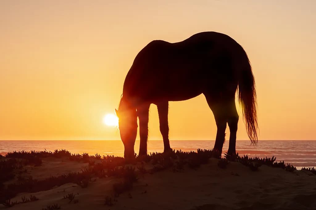 Sunset Silhouette