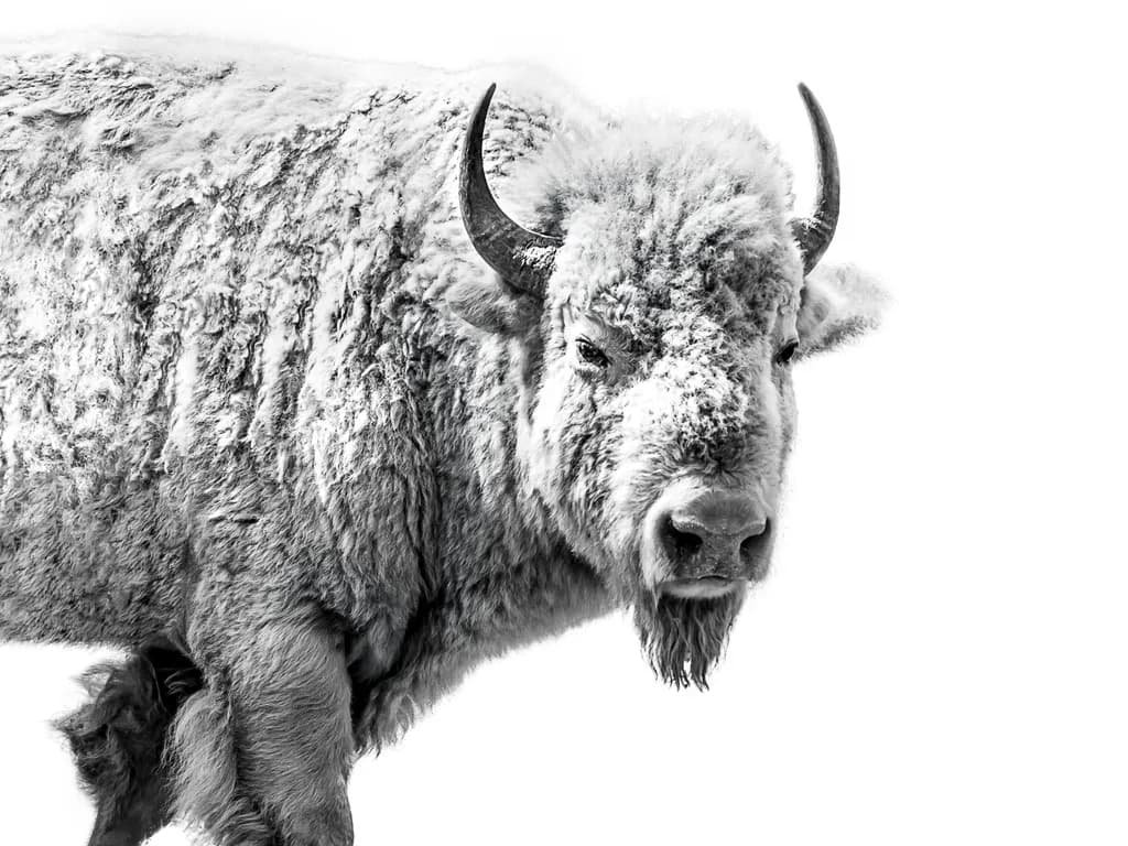 White Bison Strength