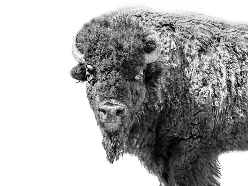 Bison Gaze