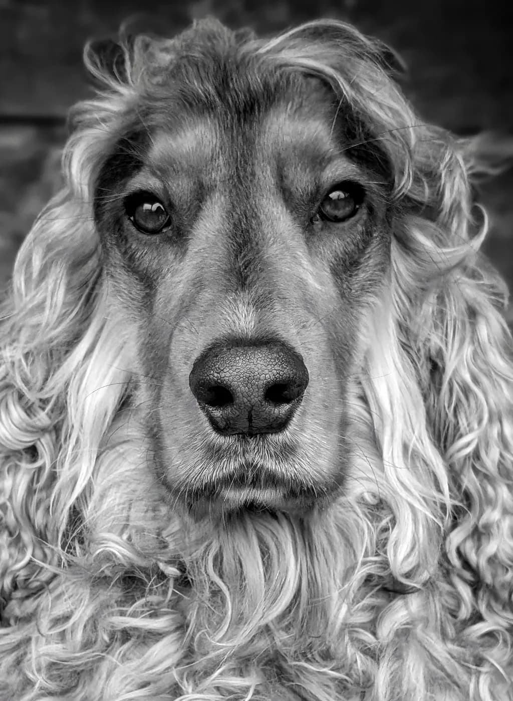 Curly Gaze
