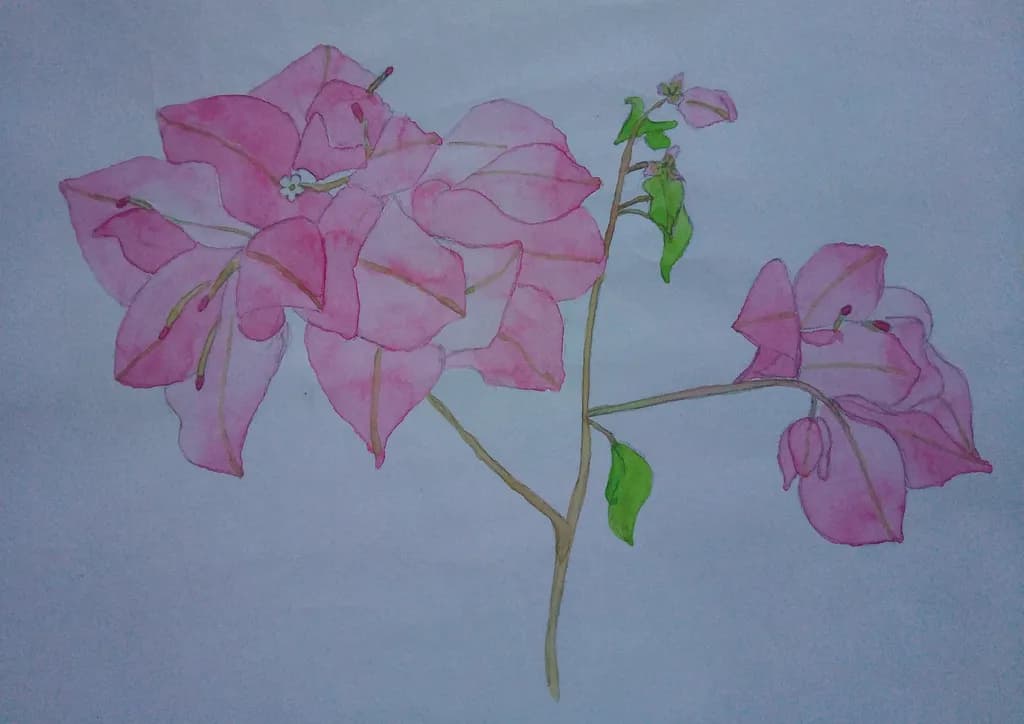 Pink Blossoms Study