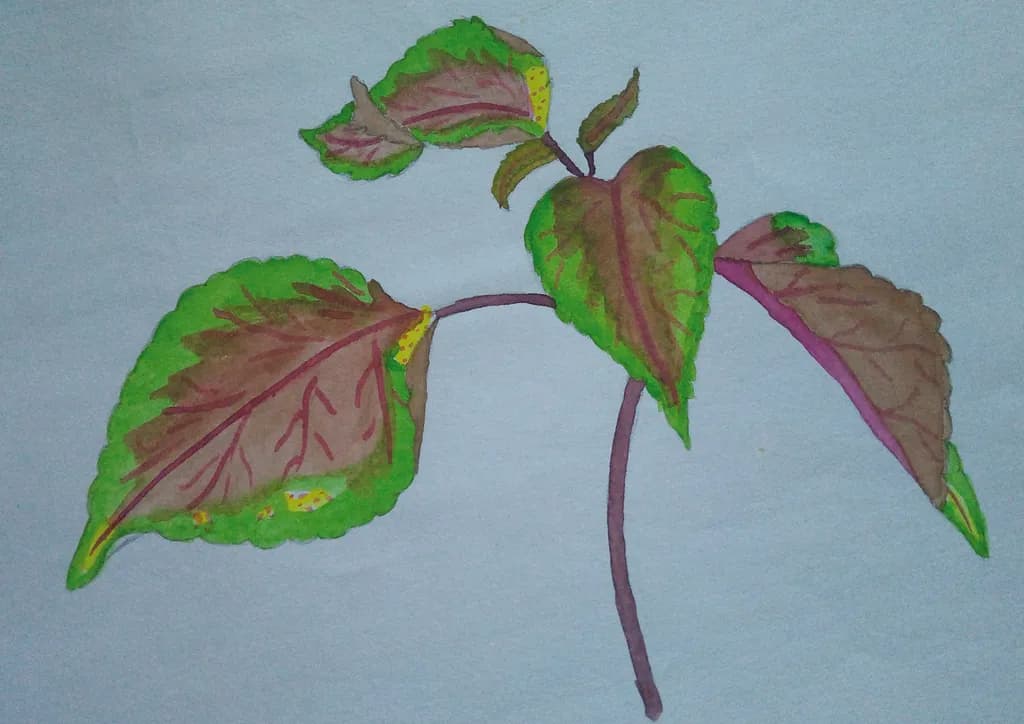 Veined Leaves
