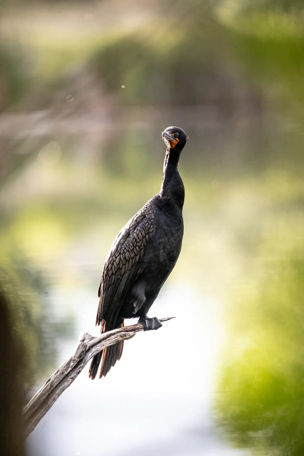 Silent Perch