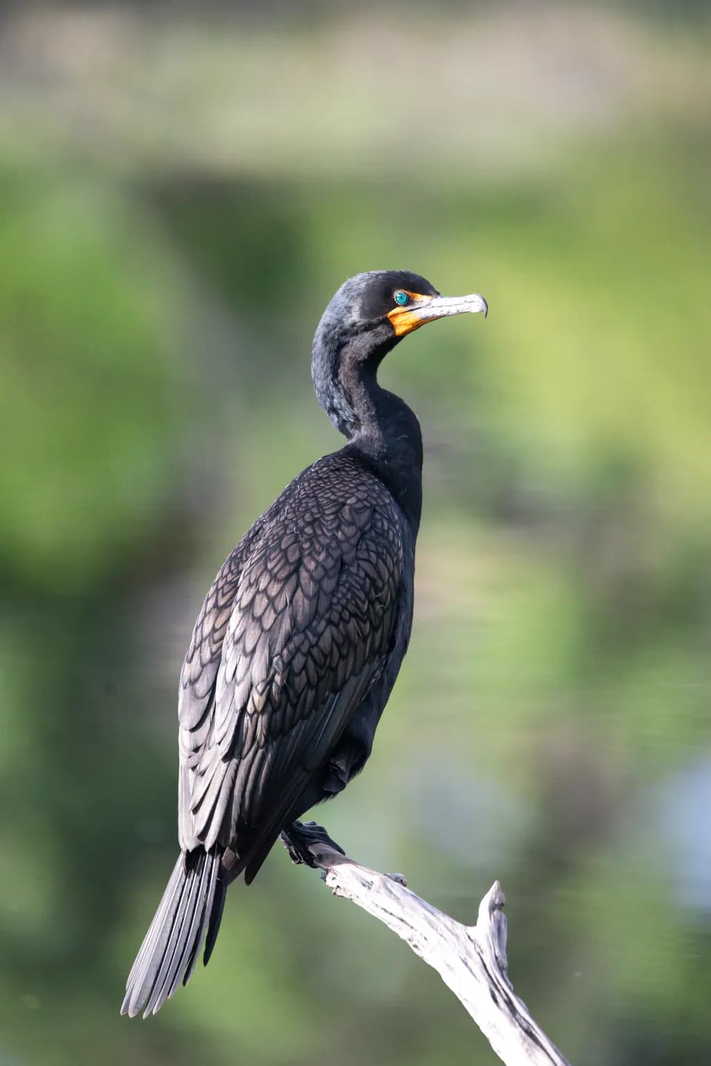 Blue-Eyed Cormorant