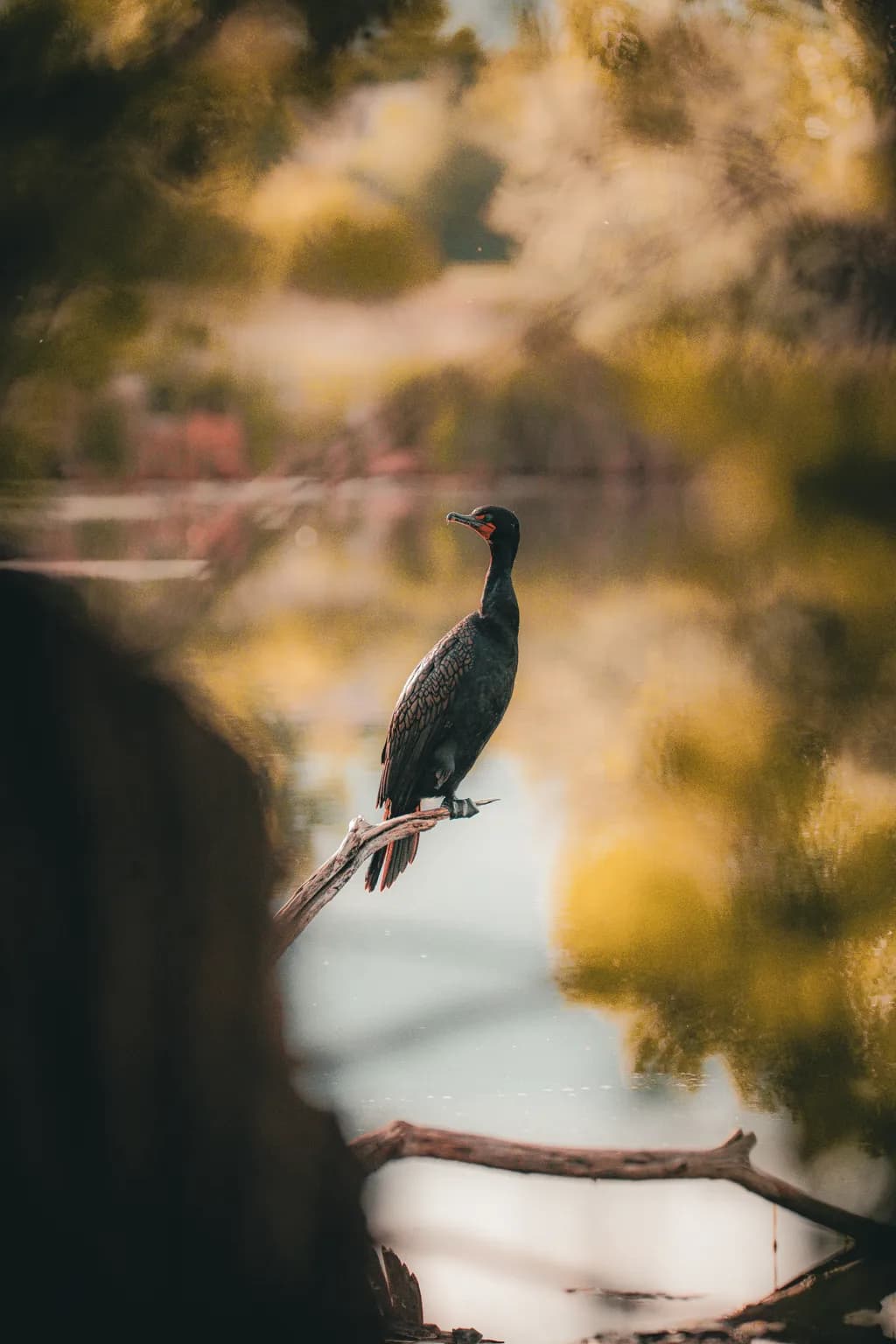 Silent Perch