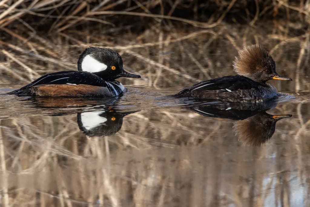Merganser Pair Reflection