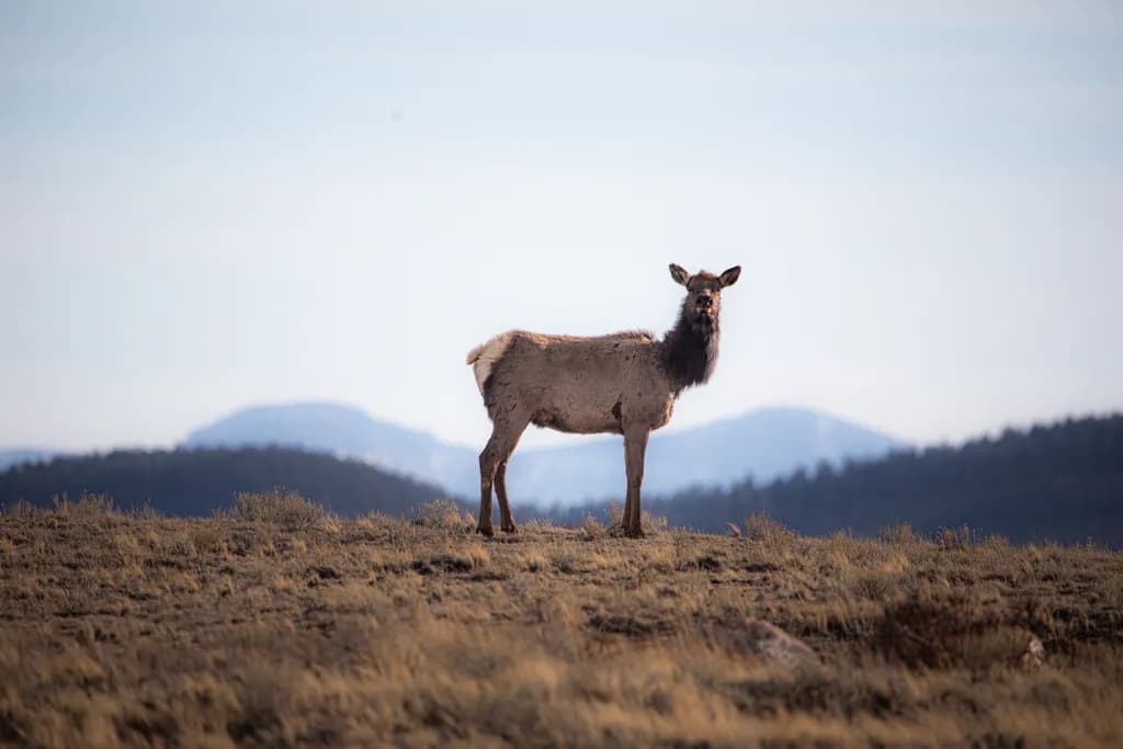 Lone Elk Vista