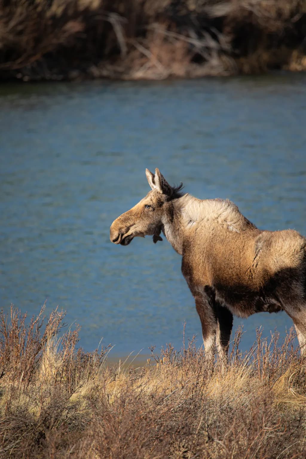 Lakeside Moose