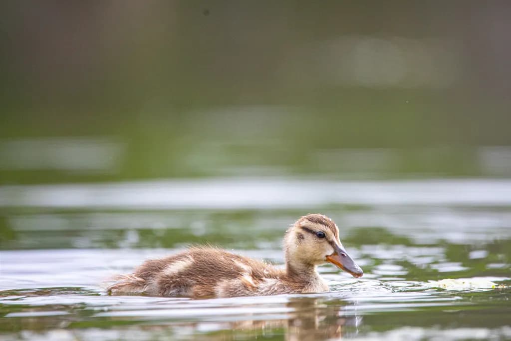 Rippling Duckling