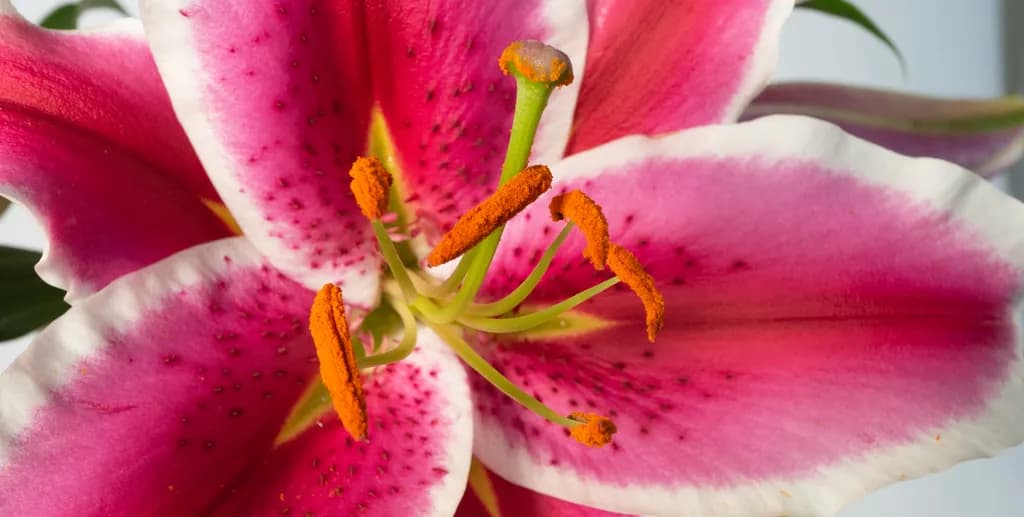 Hachi Lily Close-Up