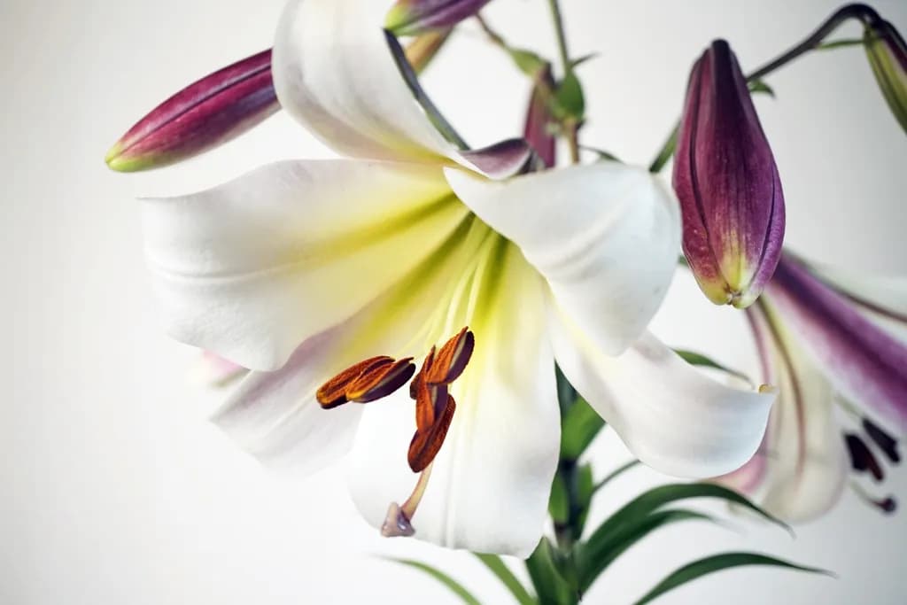White Lily Bloom