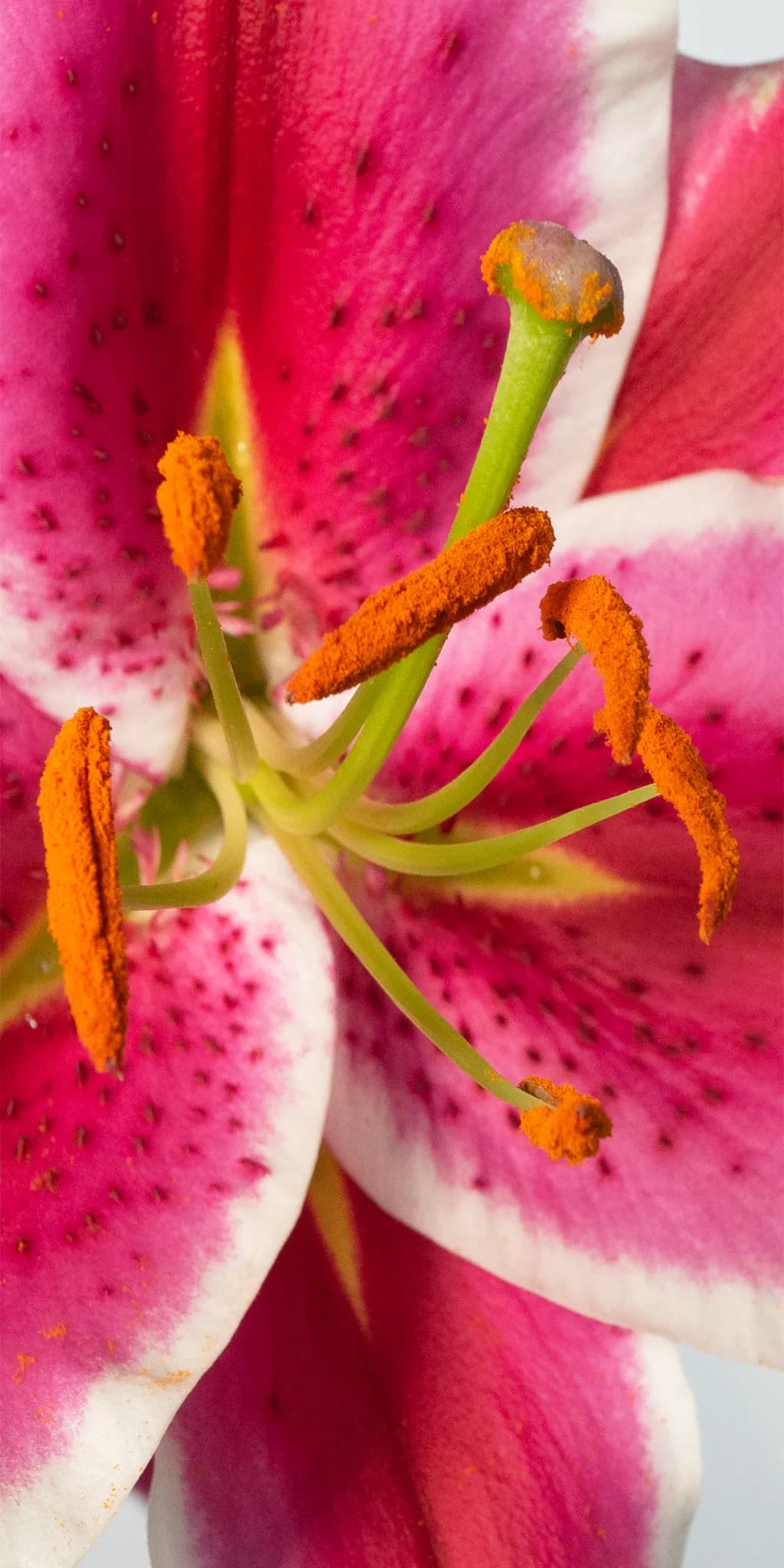 Pink Lily Close-up