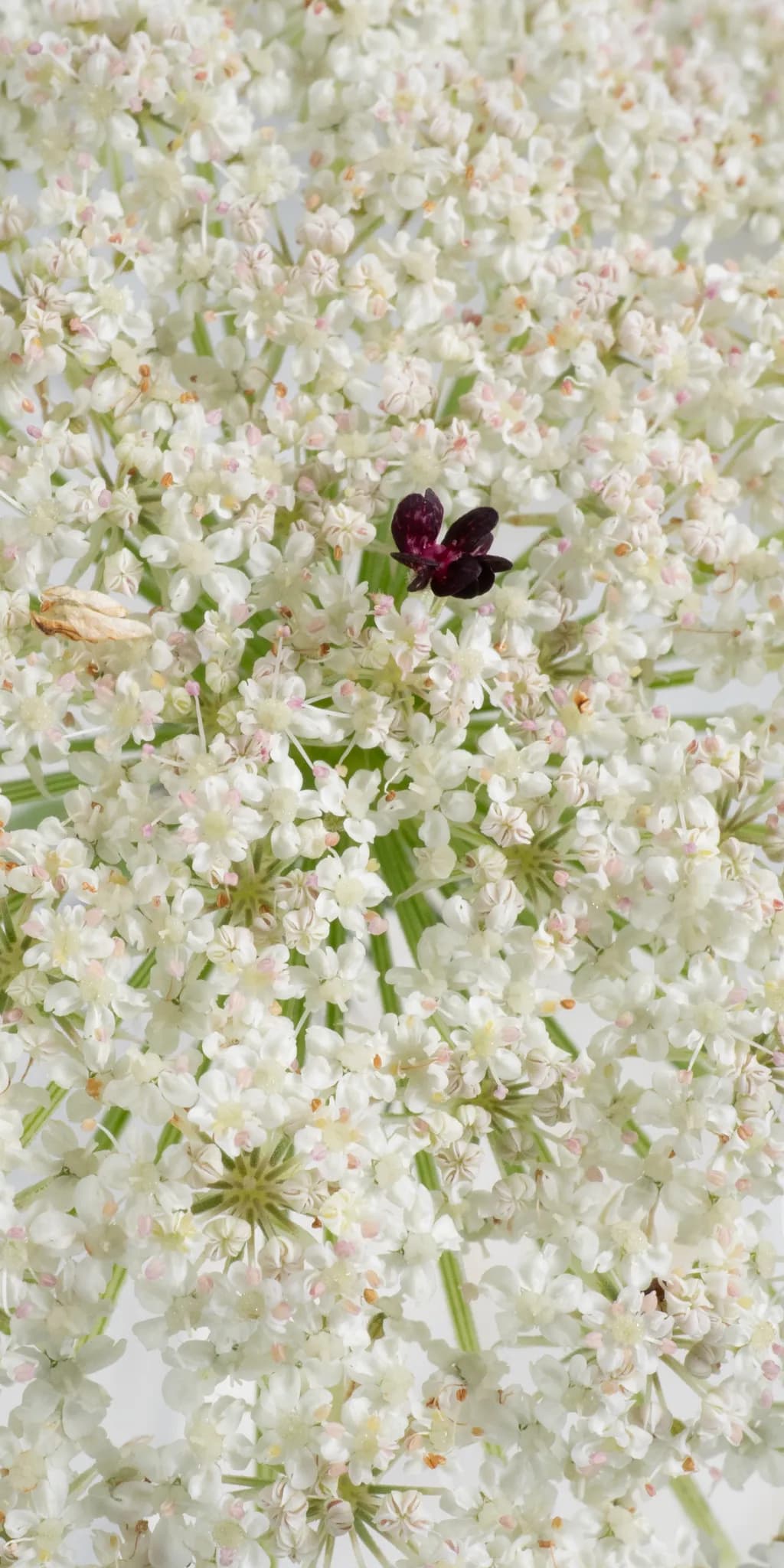 Queen Ann's Lace Vertical
