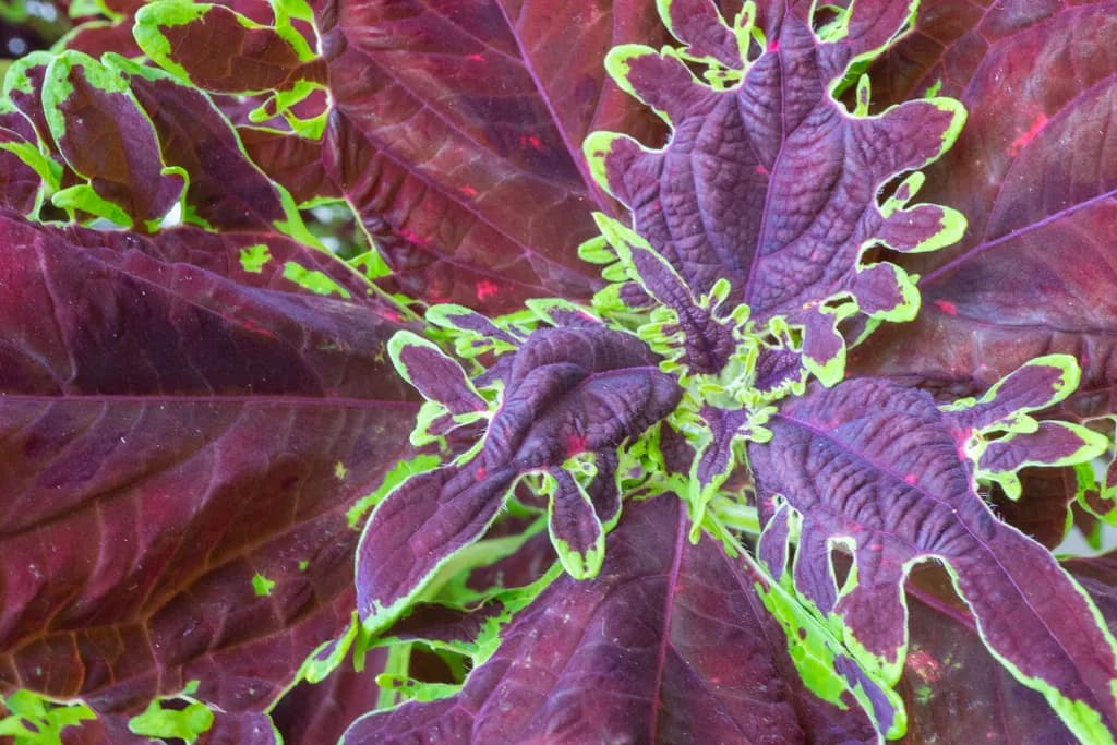 Maroon Coleus Leaves