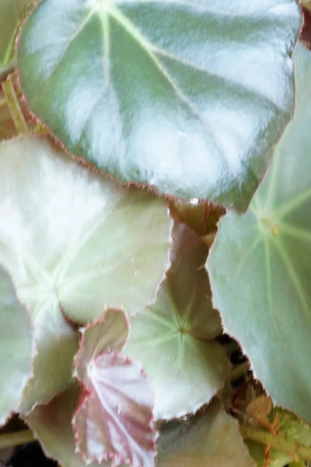 Begonia Tumble
