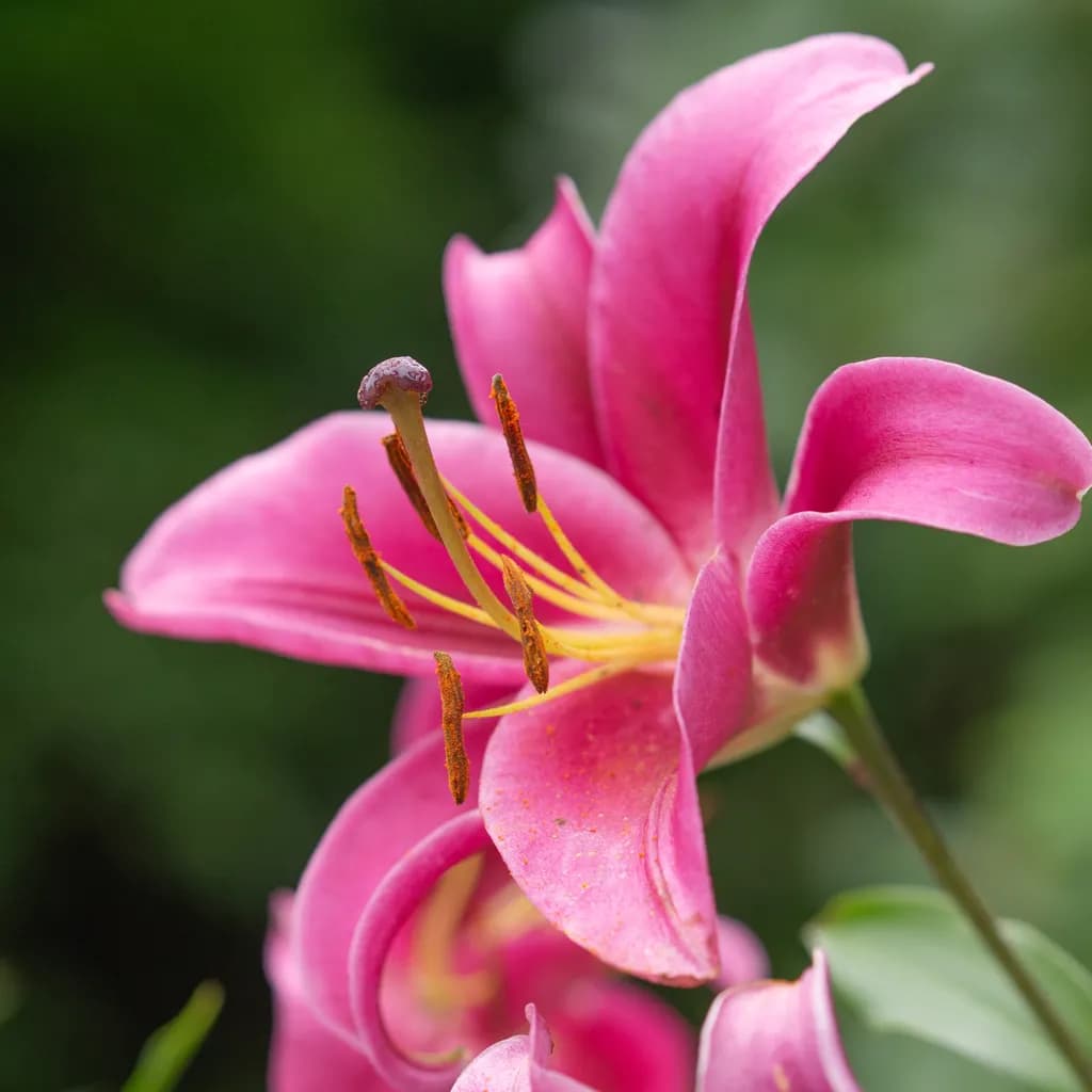 Pink Lily Close-Up