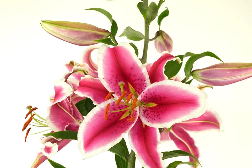 Hachi Bouquet