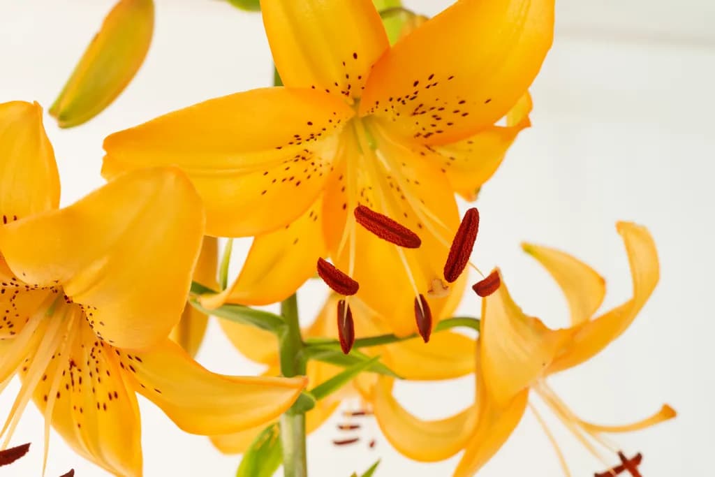 Orange Valley Lily