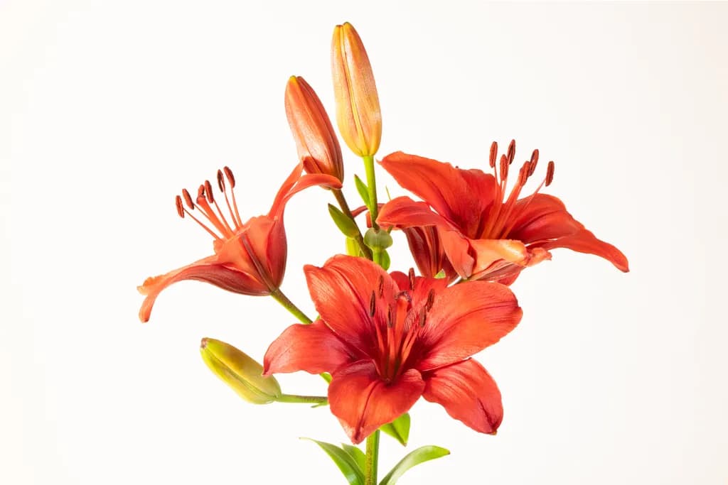 Red Country Lilies