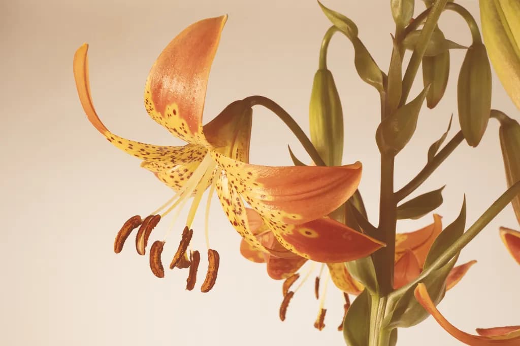 Tiger Lily Detail
