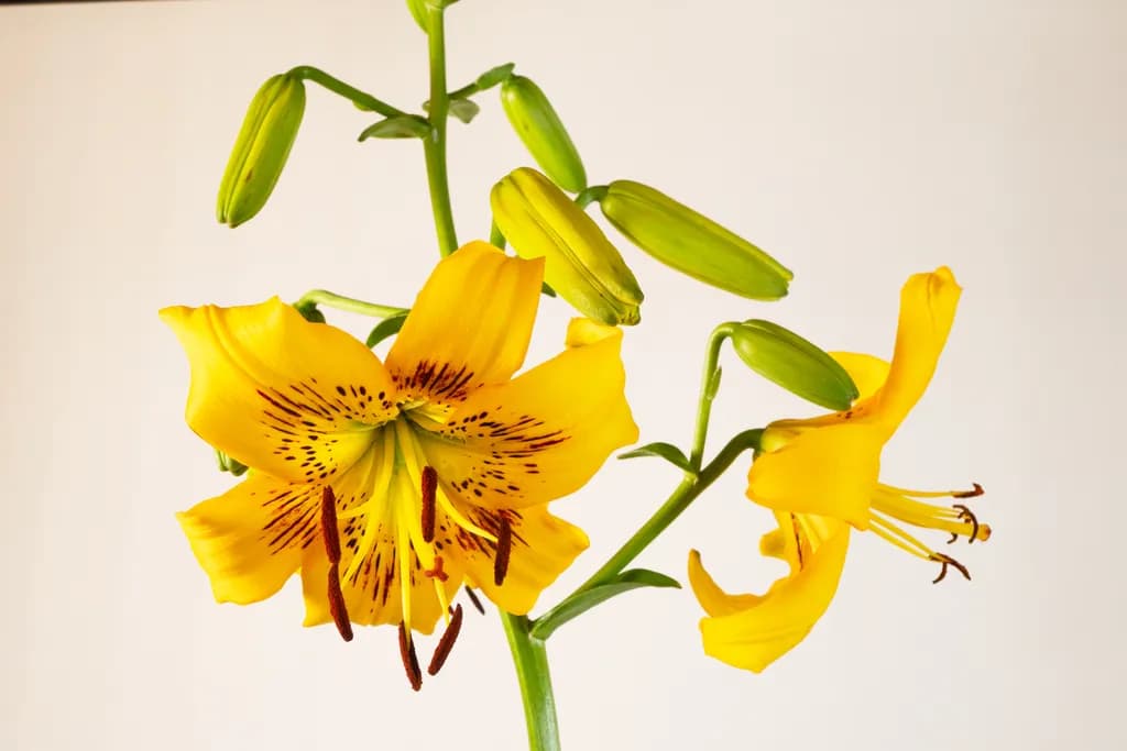 Yellow Bruse Lily