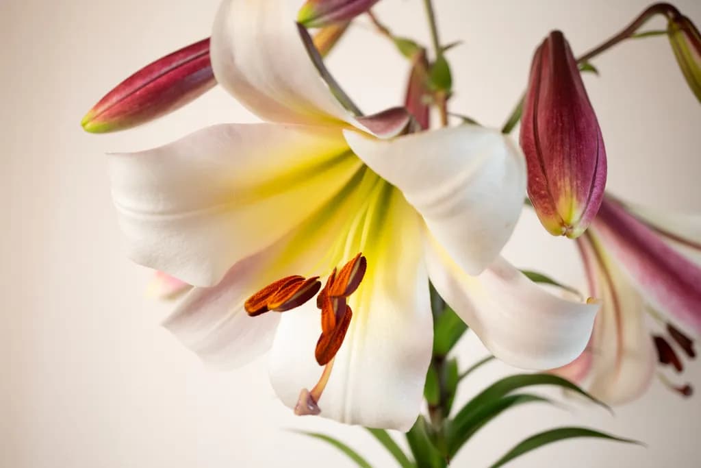 Easter Moon Lily