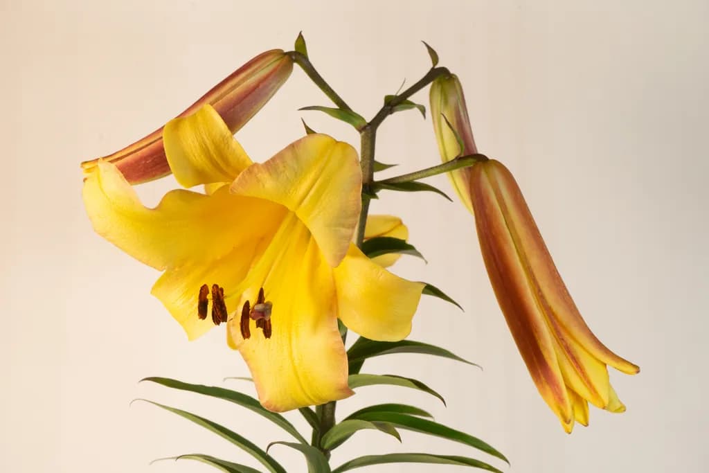 Rising Moon Lily