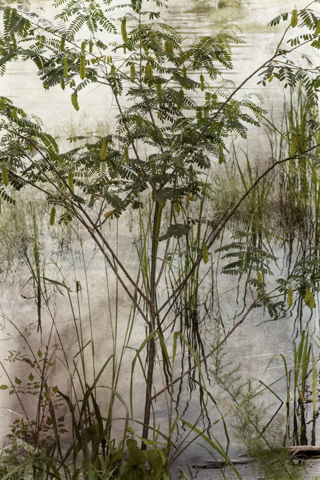 Grass Reflection