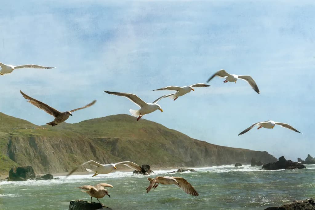 Coast Flyers