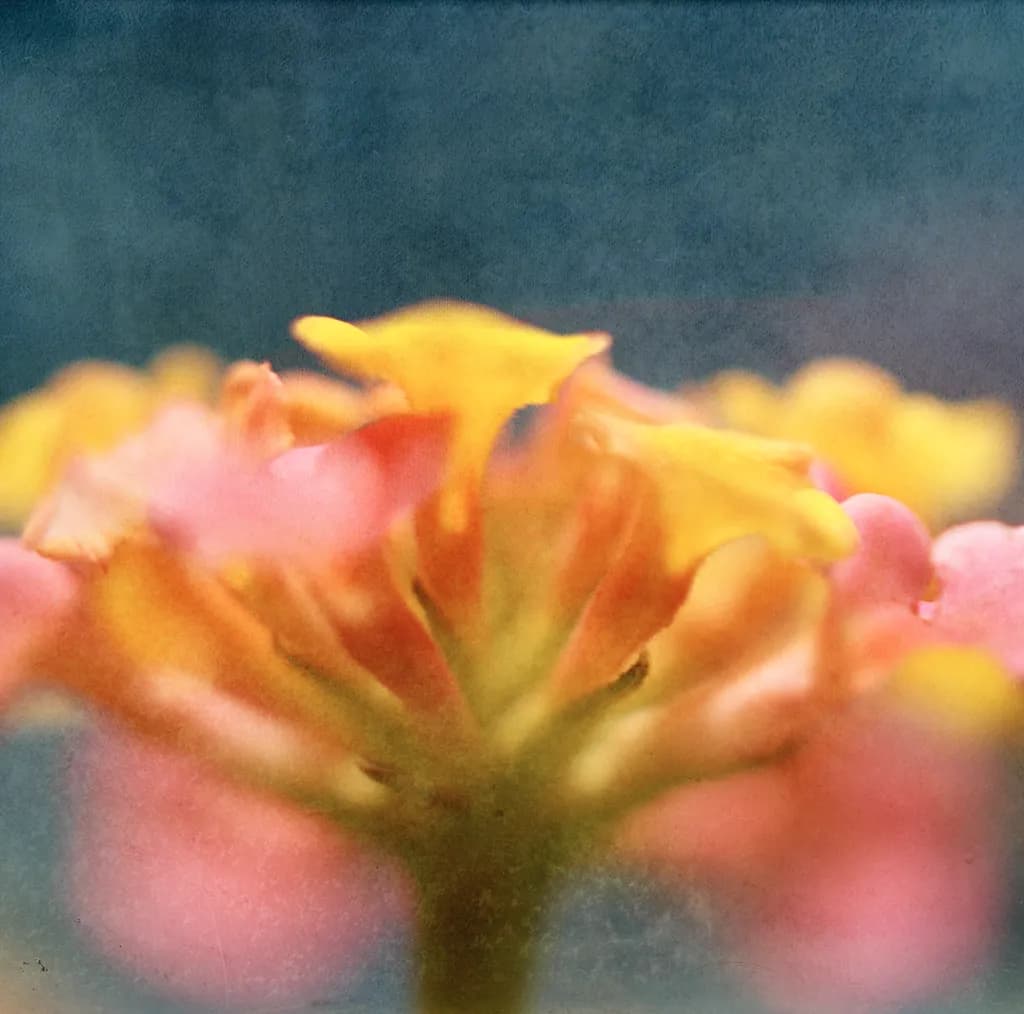 Sunlit Bloom