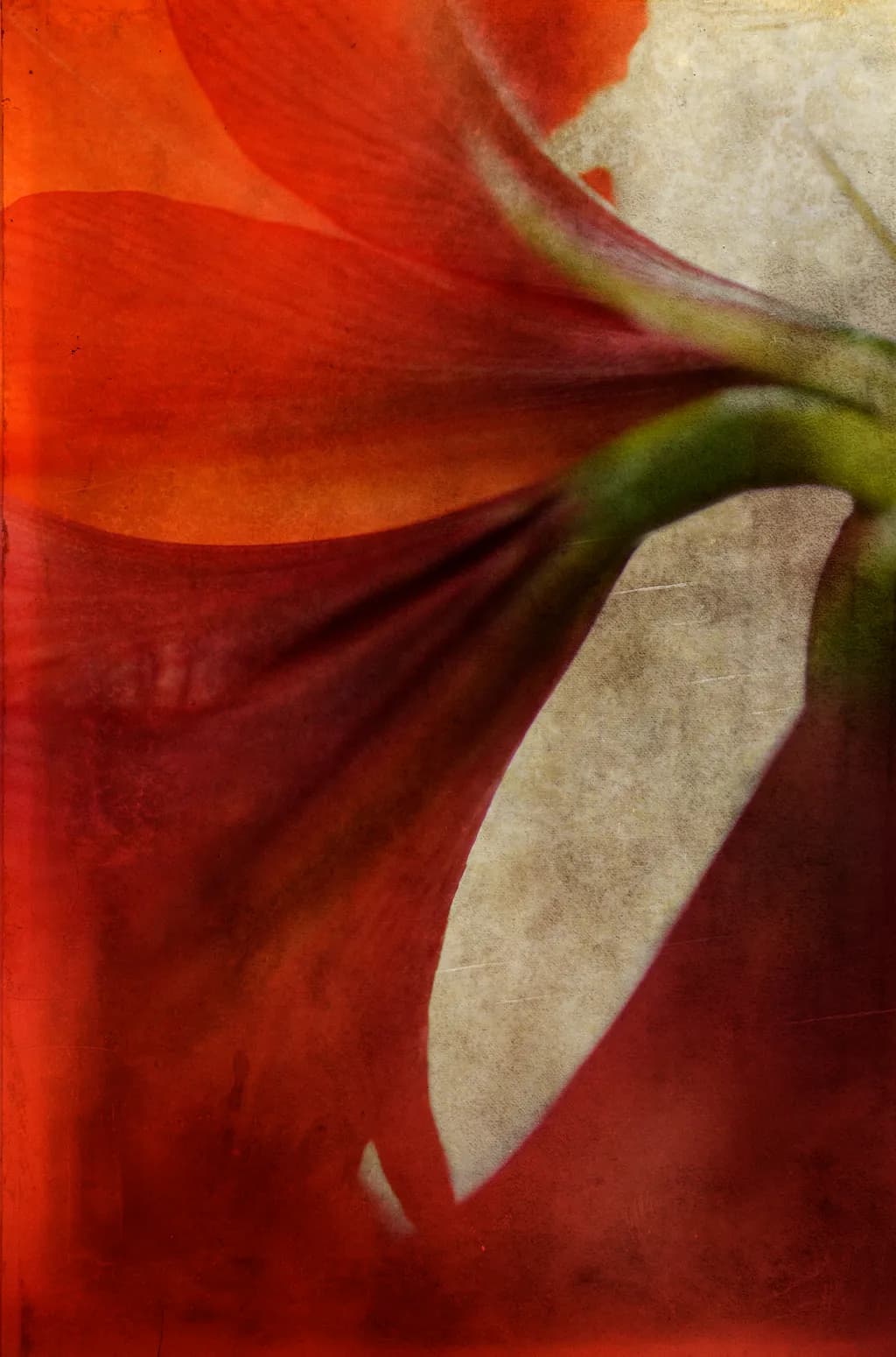 Amaryllis Red